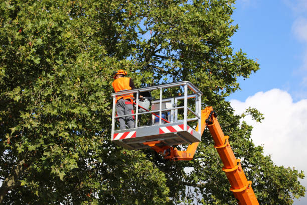 How Our Tree Care Process Works  in  Imlay City, MI